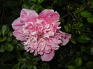 Peony. Bujor (2014, May 24)