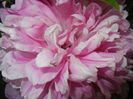 Peony. Bujor (2014, May 24)