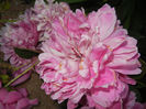 Peony. Bujor (2014, May 24)