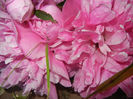 Peony. Bujor (2014, May 24)
