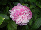 Peony. Bujor (2014, May 24)