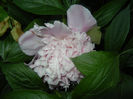Peony. Bujor (2014, May 24)