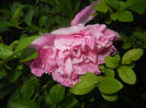 Peony. Bujor (2014, May 24)