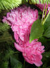 Peonies. Bujori (2014, May 24)