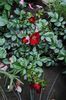 Bienenweide Rot,  5 iunie