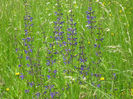 natura cu frumusetile ei 016