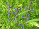 natura cu frumusetile ei 019