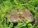 natura cu frumusetile ei 034