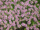 natura cu frumusetile ei 043