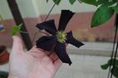 clematis Romantika
