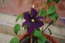 clematis Warszawska Nike, prima floare