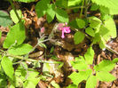 natura cu frumusetile ei 067