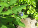 natura cu frumusetile ei 068