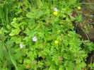 natura cu frumusetile ei 071
