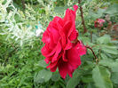 SAM_6747