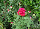 SAM_6983