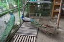 DSC05825