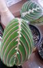 Maranta