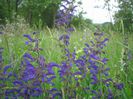 Picture 005