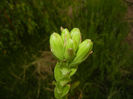 Madonna Lily (2014, May 24)