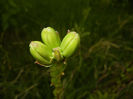 Madonna Lily (2014, May 24)