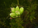 Madonna Lily (2014, May 24)