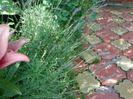 lavanda augustifolia