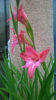 Gladiole