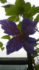 Clematis Tie Dye