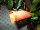6 mai 2014-flori 042