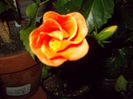 6 mai 2014-flori 043