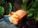 6 mai 2014-flori 050