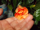 6 mai 2014-flori 054
