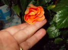 6 mai 2014-flori 055