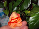 6 mai 2014-flori 056