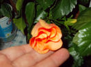 6 mai 2014-flori 058