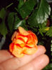 6 mai 2014-flori 060