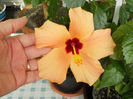 6 mai 2014-flori 066