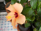 6 mai 2014-flori 068