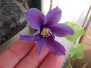 6 mai 2014-flori 077