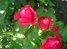 'Red Eden Rose' • Eric Tabarly ® • MEIdrason • Red Eden ™ • Red Pierre • Rouge Pierre de Ronsard