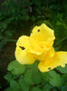 'Gina Lollobrigida ®' • Children's Rose • MEIlivar • MEIlvar • The Children's Rose