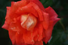DSC00279