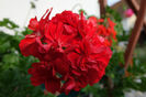 DSC00299
