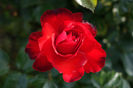 DSC00310