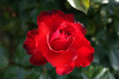 DSC00311