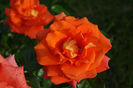 DSC00315
