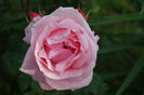 DSC00317