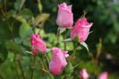 DSC00320