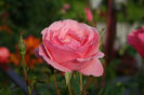 DSC00332